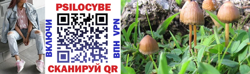 Галлюциногенные грибы Psilocybine cubensis  Тамбов 